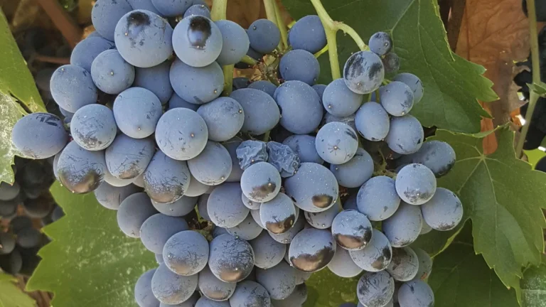 La Cultivar Nero d’Avola: Storia e Benefici di un Vino Unico