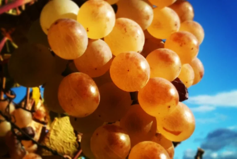 Scopriamo il Vino Zibibbo della Cantina Blandano di Valderice: Peculiarità e Pregi